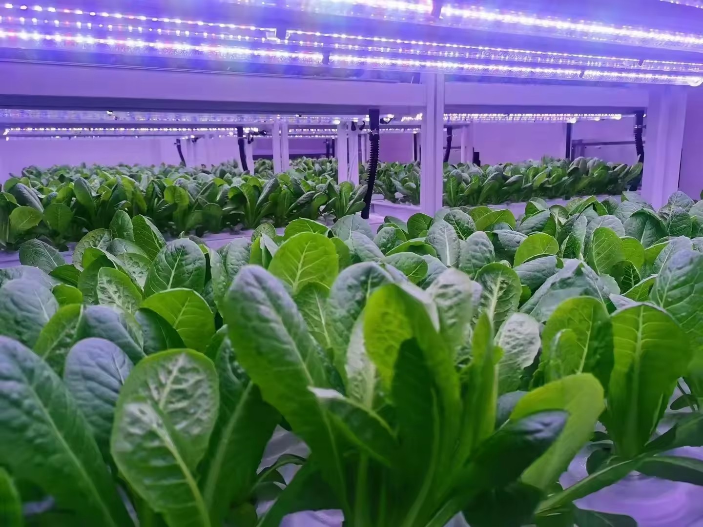 f Kas Landbouwuitrusting Groei - Farming Agriculture Equipment recensie en prijs